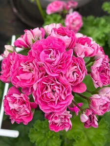 Pelargonia PLANTA joven iriol mujer Zoja geranios zonárticos - Imagen 1 de 5