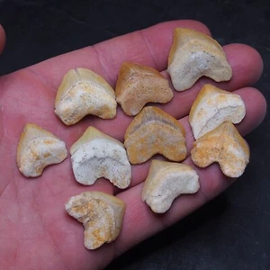 10 pieces Shark Squalicorax Pristodontus Corax Tooth Teeth lot Fossil 1 - Picture 1 of 4