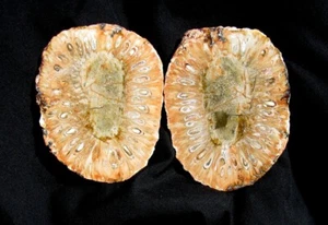 AUSSTERBEN - TOLLES ARAUKARIEN-KEGELFOSSIL IM DINOSAURIERZEITALTER - TOP SAMENDETAIL! - Bild 1 von 3