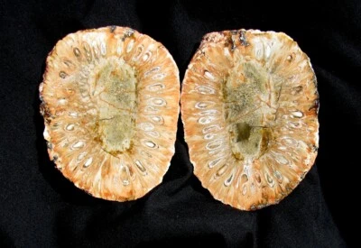 EXTINCTIONS- GREAT DINOSAUR AGE ARAUCARIA CONE FOSSIL - EXCELLENT SEED DETAIL! - Image 1 of 3