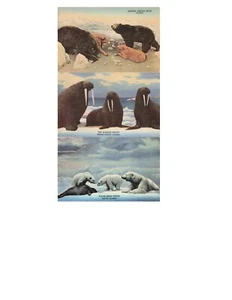 Lot of 3 Alaska Animals PCs-Walrus Group, Polar Bear Group and Alaska Brown Bear - Picture 1 of 2