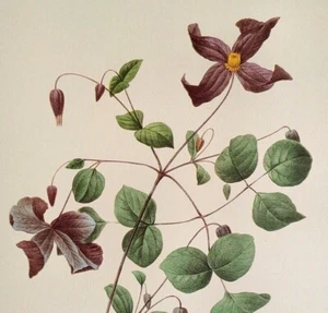 P. J. Redoute Blumen Clematis Viticella Botanischer Kunstdruck Exlibris 23 - Bild 1 von 2
