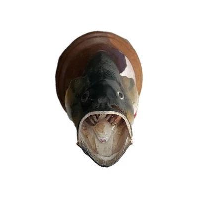 Vintage Bass Fish Mount On Wood Mount Display Says "Eaten But Not Forgotten"  - Image 1 of 4