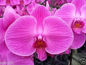 Phalaenopsis (TaiLin Red Angle V31) Large Purple.  - Picture 1 of 2