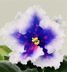 African Violet plant. DN- Rizdvo .Plant .Beautiful variety, Huge blooms! - Picture 1 of 6