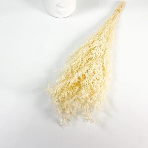 Preserved Misty Cream Dry Flowers Floral Decor - Picture 1 of 2