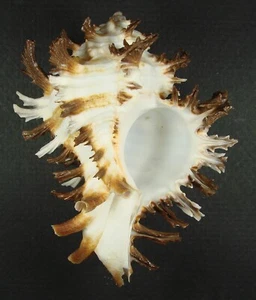 MUREX CICHOREUM 86,36 mm HERMOSO ESPÉCIMEN CON BANDAS Santa María, Cebú, Filipinas - Imagen 1 de 2