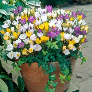 Mixed Crocus 100 Bulbs Spring Flowering Early Flowers Species Bright Hardy Dwarf - Picture 1 of 4