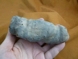 (PP-343) 10,1 Unzen echte antike MEGALODON-HAI Coprolit POOP doo doo Probe SC - Bild 1 von 4