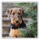 2 x Square Stickers 7.5 cm - Adorable Airedale Terrier Puppy Dad Cool Gift #1625