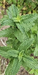 US- 6 Live Starter Plant Peppermints, ,Rau Thom,Mint Bareroots(For Planting) - Picture 1 of 3
