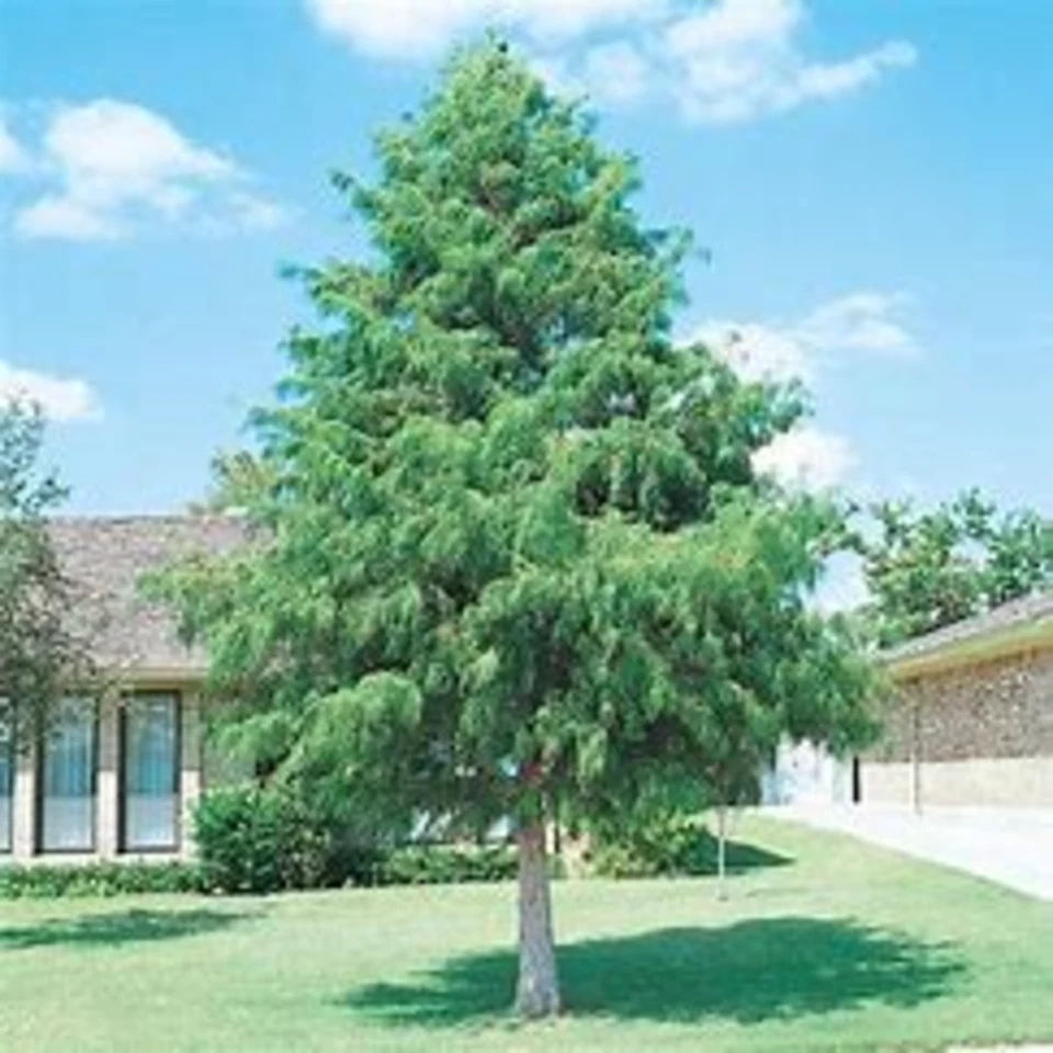 3 cipreses calvos - plántulas de 12-24" de alto - plantas vivas - Taxodium distichum Foto 1 de 1