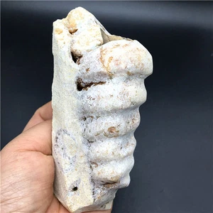 391g Rare minerals jade natural conch fossil specimens of Madagascar   K572 - Picture 1 of 8