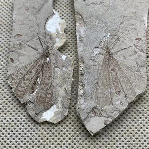 Ein Paar exquisite Insektenfossilien aus der Jura Daohugou Zeit - Bild 1 von 6