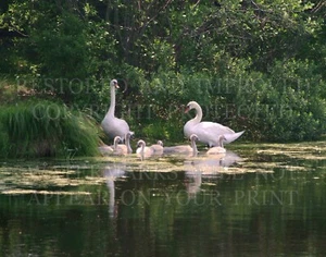 11x14 photo print: Mute Swan family, June, pond, eastern Massachusetts - Picture 1 of 1