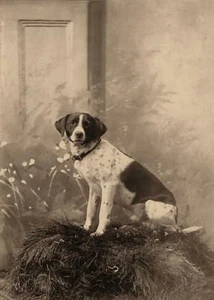 Antique Photo .... Hunting Dog , Bird Dog Studio Photo ... Photo Print 5x7 - Picture 1 of 1