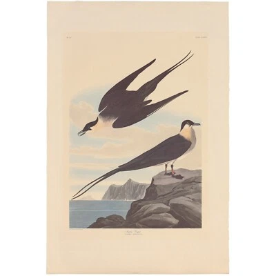 Audubon Amsterdam Ed Dbl Elephant Folio lithograph Pl 267 Arctic Yager - Image 1 of 2