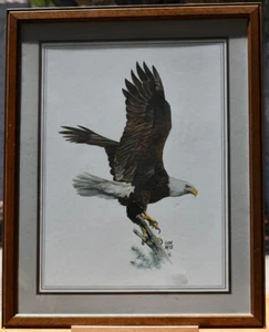 Vintage American Bald Eagle 1970s Hugh Hirtle Signed Eagle Print - Picture 1 of 6