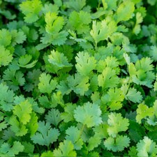 Coriander Herb Seeds FAST GROWING Indoor Outdoor Plant Cilantro Plain Flat Leaf