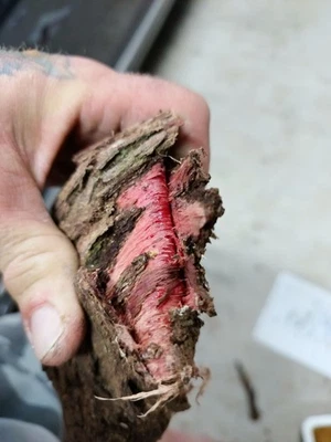 Polvo de corteza de raíz natural para tinte de cuero 1 kg ¡NUEVO LOTE!! Foto 1 de 4