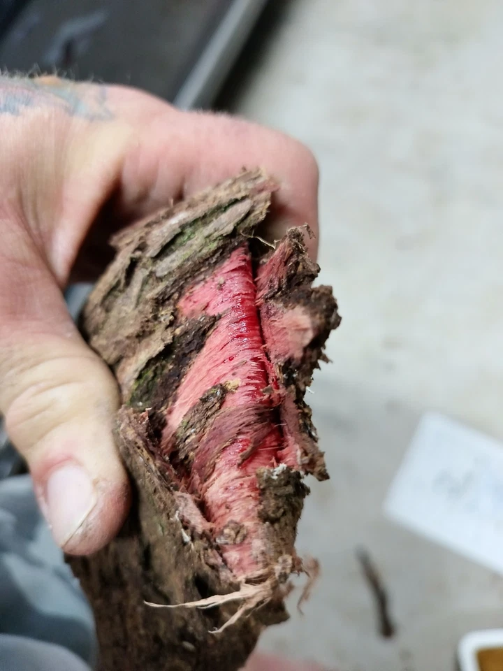 Polvo de corteza de raíz natural para tinte de cuero 1 kg ¡NUEVO LOTE!! Foto 1 de 4