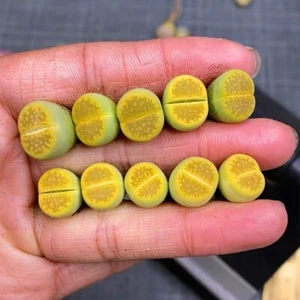 10 piezas plantas suculentas 1,2-1,5 cm Lithops spp. Hermosas plantas de jardín para el hogar - Imagen 1 de 6