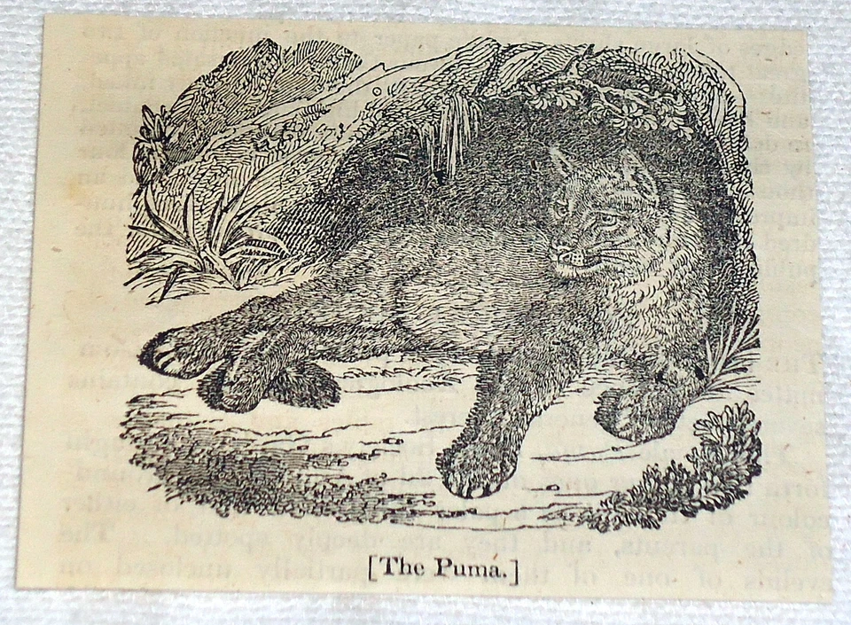 Pequeño cargador grabado 1832 ~ EL PUMA acostado a la sombra  Foto 1 de 1