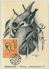 32849 - ALBANIA - MAXIMUM CARD - Fauna animals BIRDS: 1964