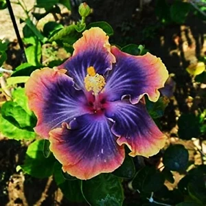 🌺🌺 MADAGASCAR HIBISCUS MOSCHEUTOS Hibiscus Starter Seeds Rose Of Sharon HS6810 - Picture 1 of 1