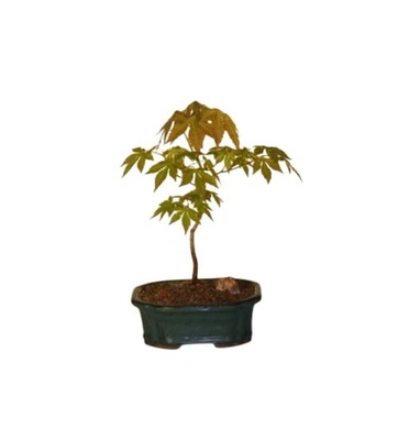 Green Japanese Maple Bonsai Tree 12"H  Live Plant Dwarf Acer Palmatum Outdoor - Image 1 of 2