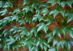 100 Buy Boston Ivy Plant Seeds Outdoor Fencing Privacy Screening Fence Australia - Picture 1 of 3
