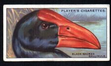 THE BLACK-BACKED GALLINULE 1929 JOHN PLAYER CIGARETTES CURIOUS BEAKS #17 VG-EX