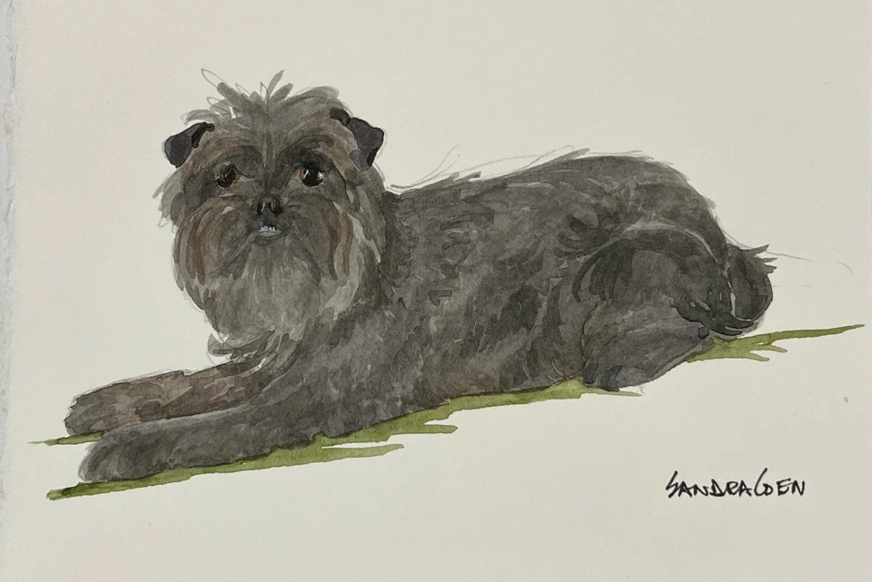 Affenpincher Original Watercolor  Lying  study by Sandra Coen - Image 1 of 1