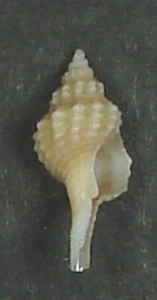 MUREX GRUVELI 10.95mm BEAUTIFUL RARE SPECIMEN off Mauritania - Picture 1 of 2