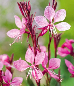 BALDUR-Garten Prachtkerze - Gaura "Pink",2 Pflanzen - Bild 1 von 2