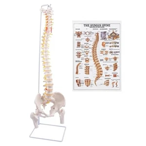 Wirbelsäulenmodell, 34,6 Zoll lebensgroßes Rückenmarksmodell flexible anatomische Wirbelsäule mit... - Bild 1 von 3