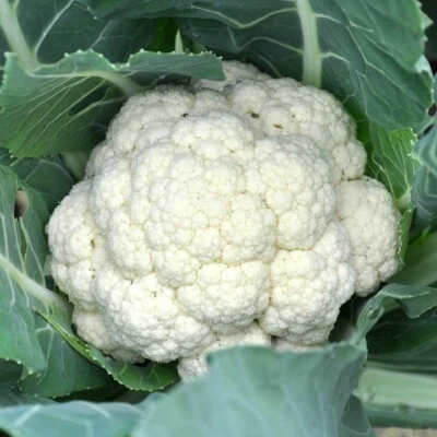 Semillas de coliflor mejoradas en Y bola de nieve de 1/4 lb - Paquete de semillas de Mylar Everwilde Farms Foto 1 de 2