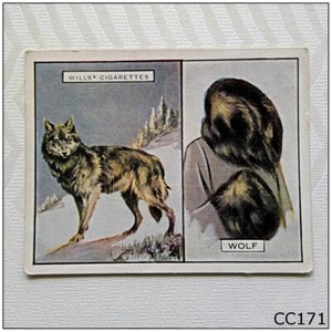 Wills Animals and Their Furs #24 Wolf Cigarette Card