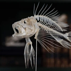 Real Lionfish Skeleton, Lionfish Taxidermy, fish skull, Poisonous fish anatomy - Picture 1 of 11