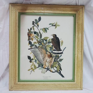 Vintage Broad-Winged Hawk, Framed Print by John James Audubon - Picture 1 of 12