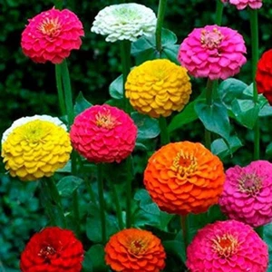 Zinnia California Giant Mix Seeds 150+ Flower COLORFUL BLOOMS USA FREE SHIPPING - Picture 1 of 2
