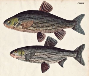 fish Fisch Fische Aland Raapfen Lithographie Strack 1826 304975 - Bild 1 von 1