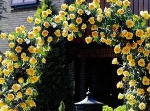 Yellow Climbing #46 Rose Bush 50 or 100 Seeds~Rare-Free Shipping-USA Seller - Picture 1 of 1