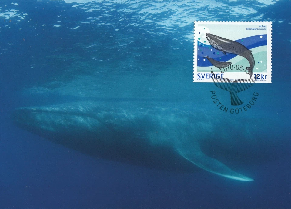 Blue Whale Balaenoptera Musculus Sea Marine Life Sweden Mint Maxi FDC Card 2010 - Image 1 of 1