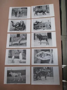 Real Photo Postcards, London Zoo, 10 postcards, London Zoological Society, vtg - Picture 1 of 12