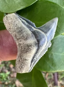 Impresionante diente de tiburón fósil grande XL de Bone Valley Florida - Imagen 1 de 2
