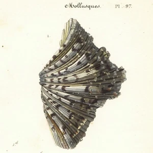 Escaso 1836 CUVIER RÈGNE ANIMAL Grabado, Edición Discípulos, MOLUSCOS, Pl. 97 - Imagen 1 de 7