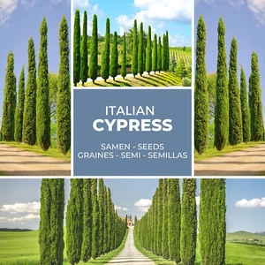 Mediterranean Cypress 100 Seeds - Mediterranean - Italian cypress tree seeds - Picture 1 of 7