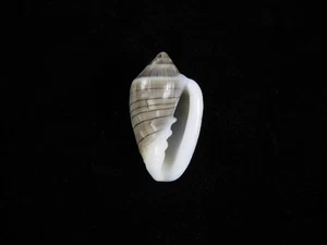 Sea Shell Marginella spiralineata 23.5mm ID#9418 - Picture 1 of 2