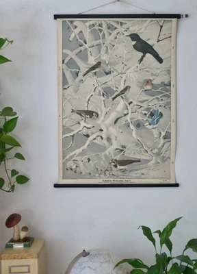 VINTAGE | SCHULWANDKARTE GEFIEDERTE WINTERGÄSTE VÖGEL| EDUCATIONAL SCHOOL CHART - Bild 1 von 4
